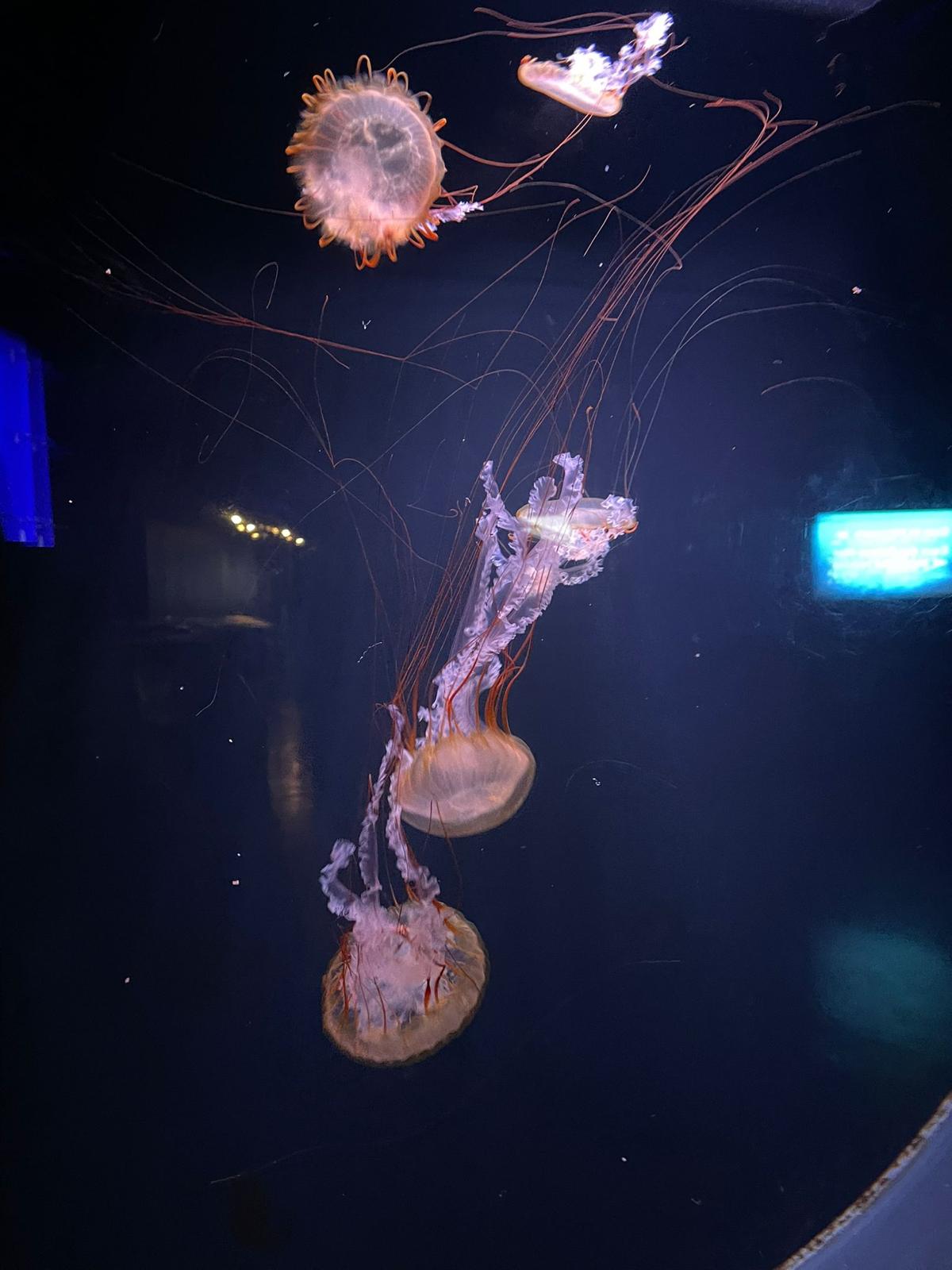 meduze