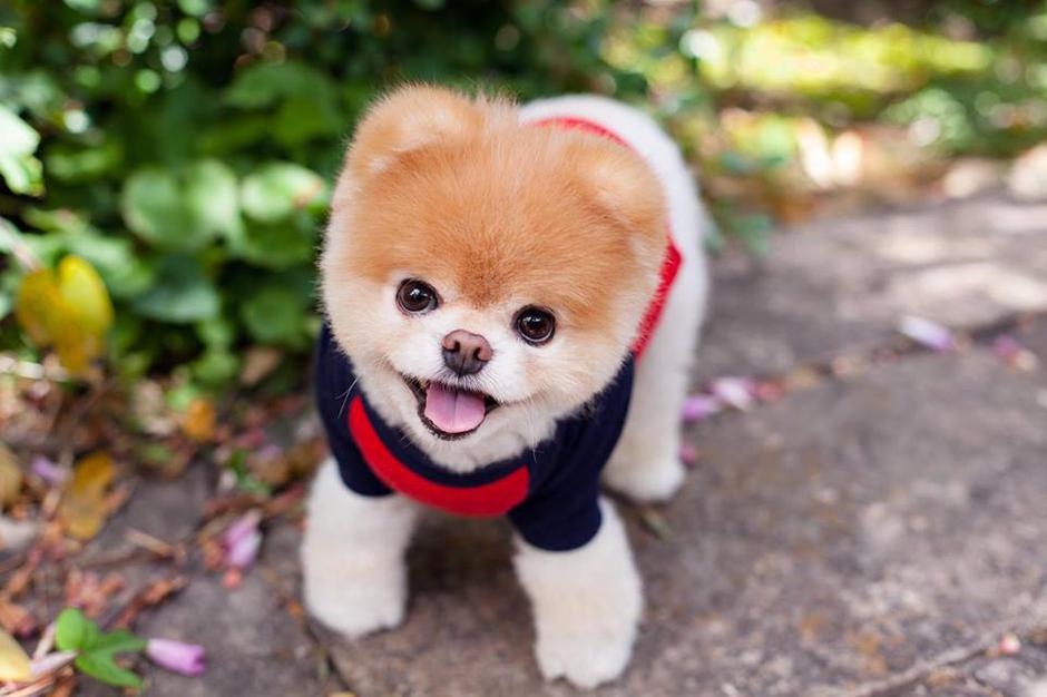pom