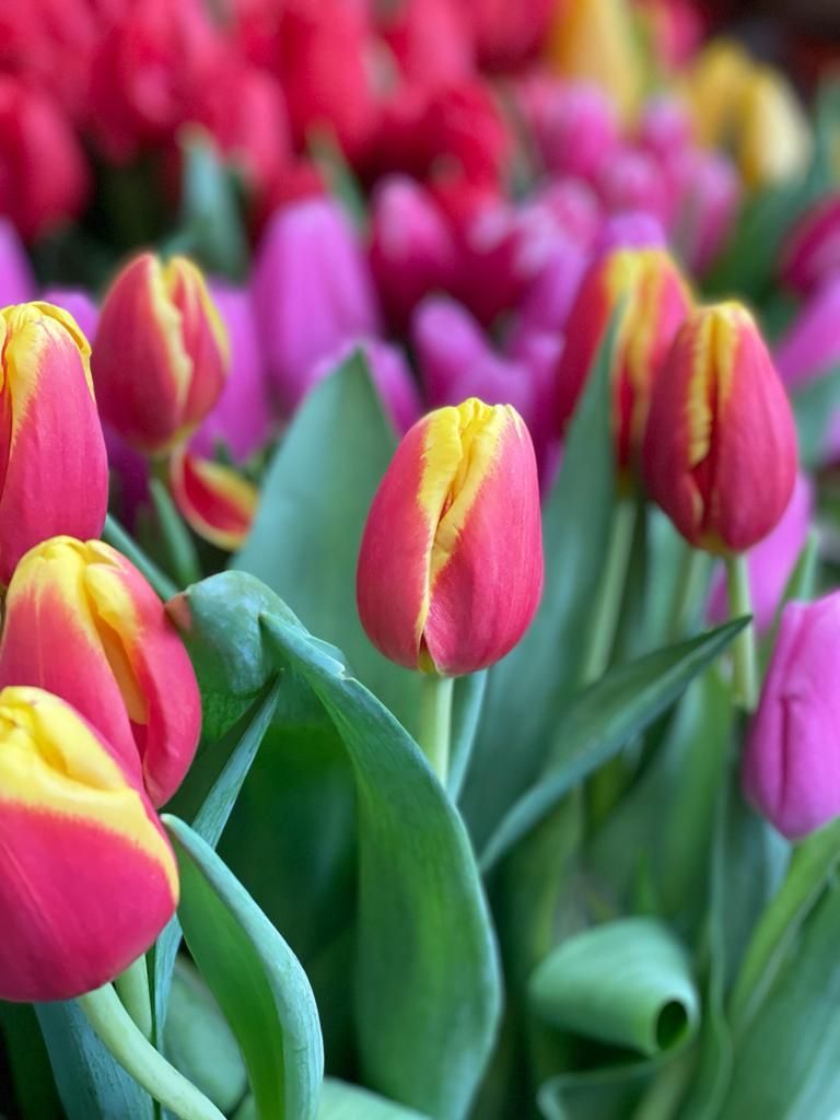 tulipani