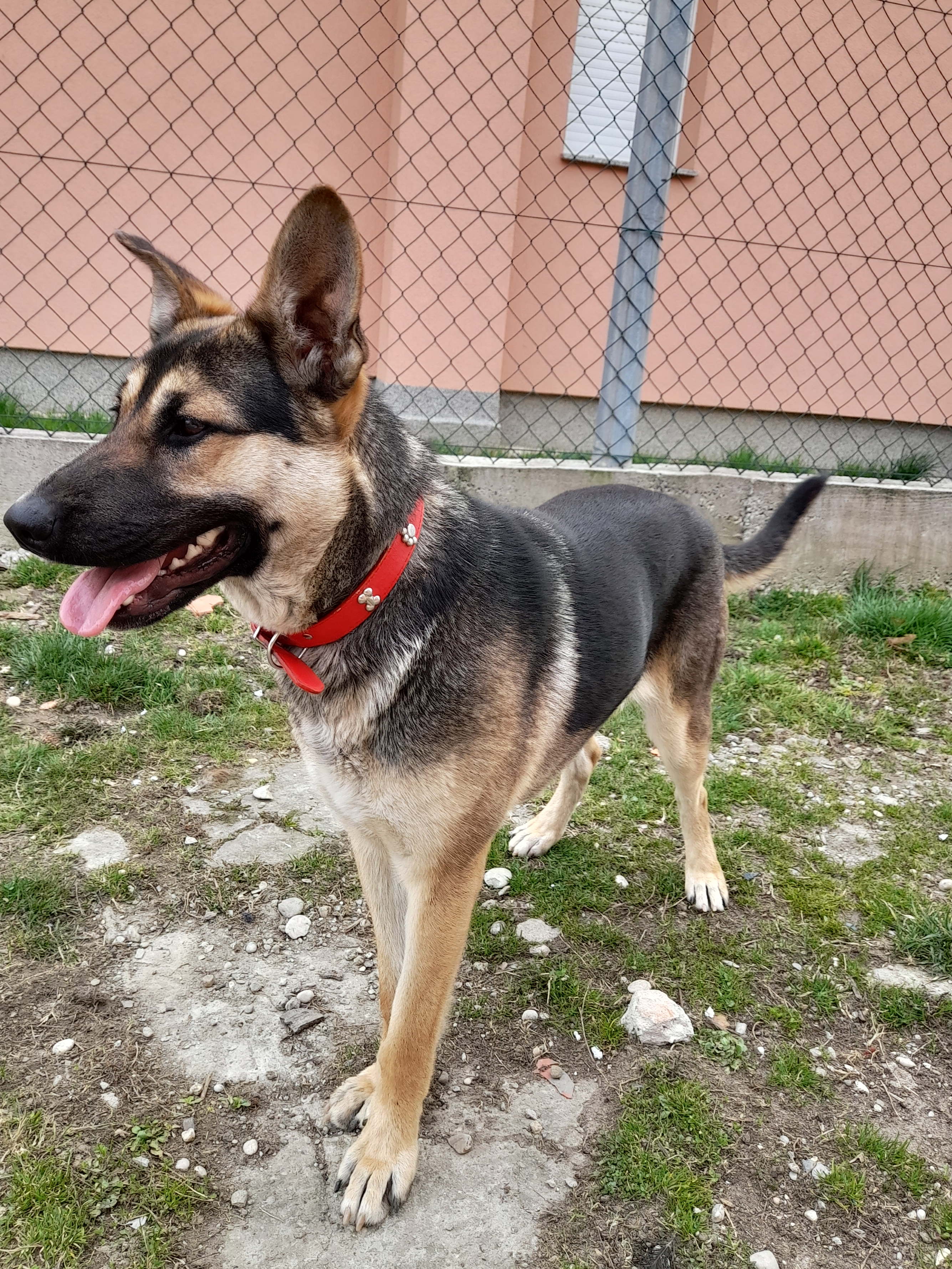 cora