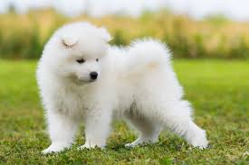samojed