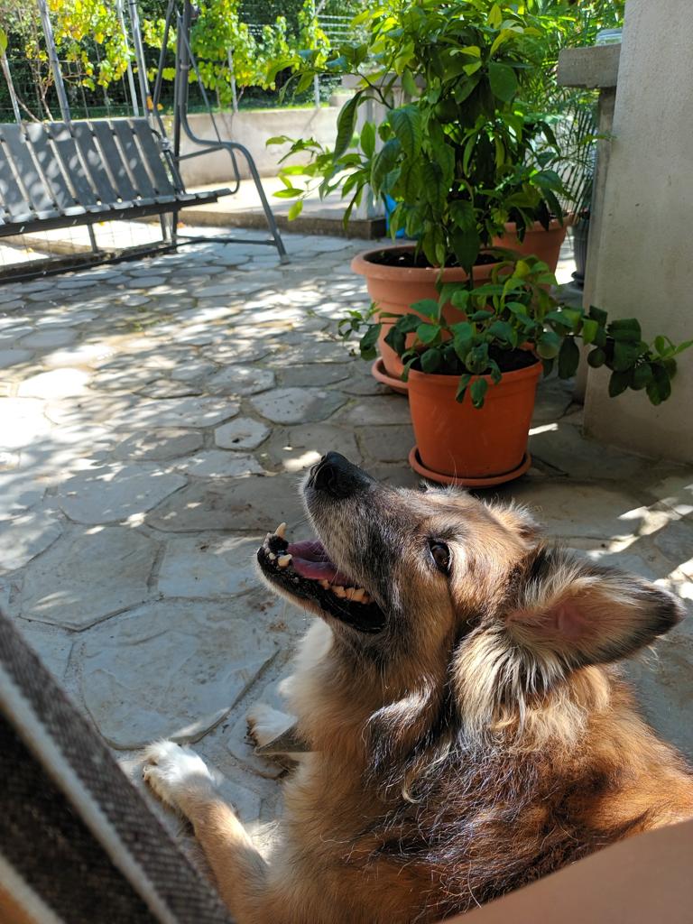 frida 2