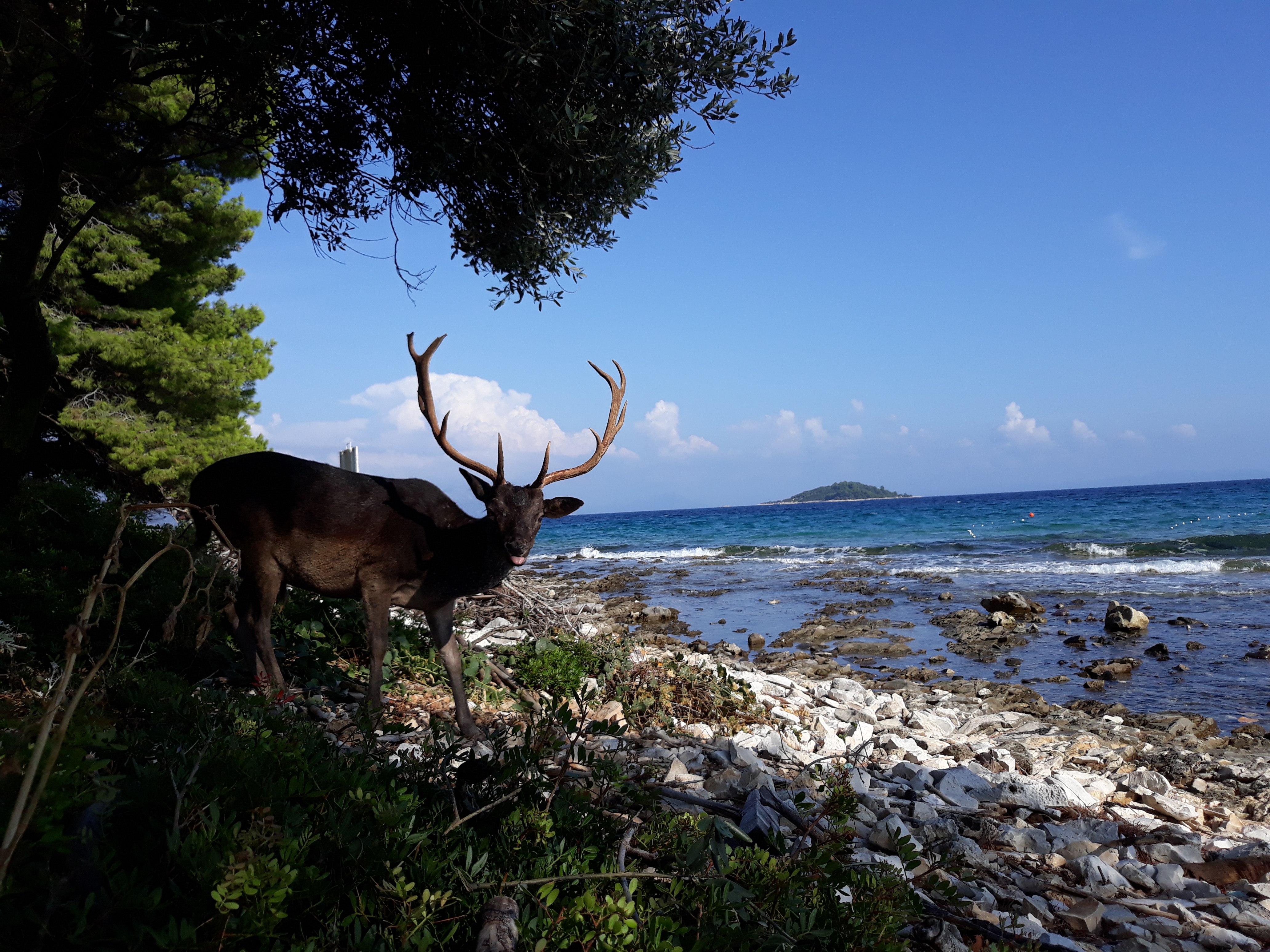otok